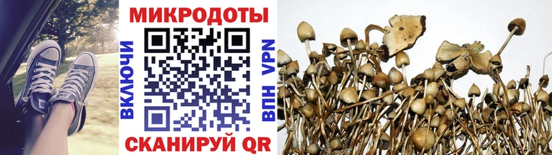 магазин  наркотиков  Кондопога  Галлюциногенные грибы Psilocybine cubensis 